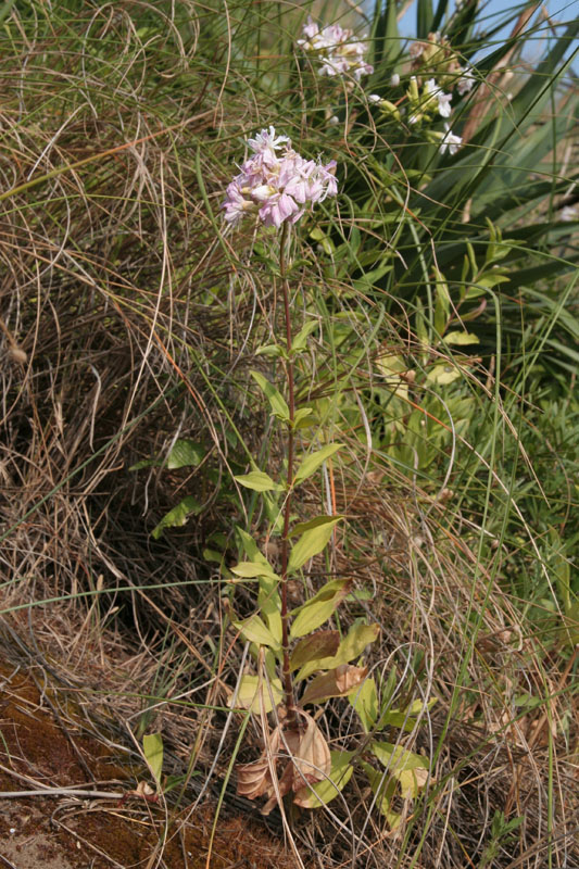 Saponaria officinalis / Saponaria comune