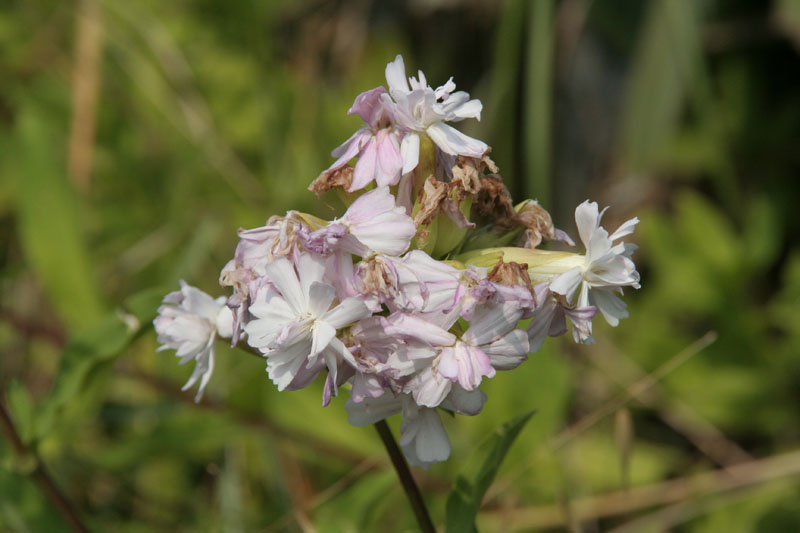 Saponaria officinalis / Saponaria comune