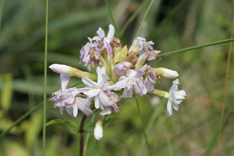 Saponaria officinalis / Saponaria comune