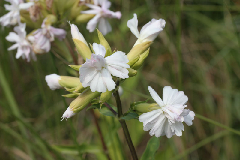 Saponaria officinalis / Saponaria comune