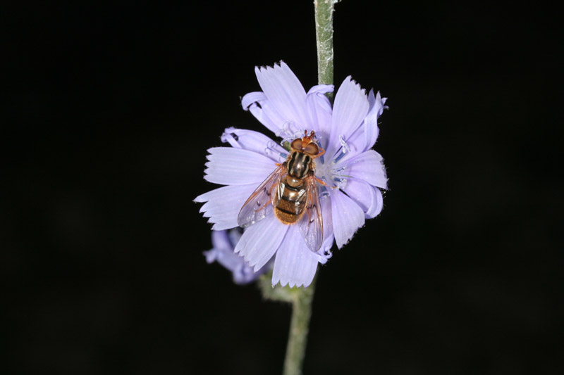 Ferdinandea cuprea