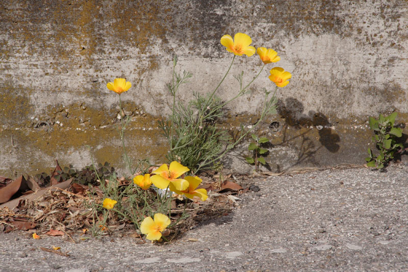 Eschscholzia californica (pianta coltivata)