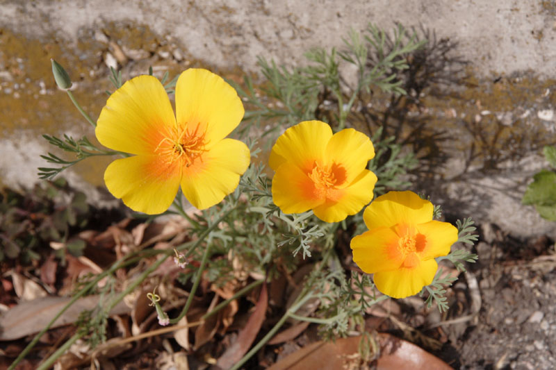 Eschscholzia californica (pianta coltivata)