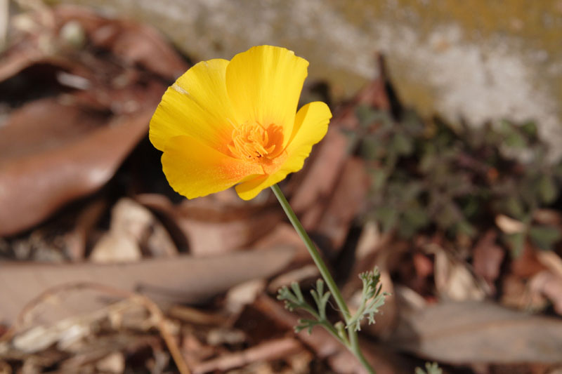 Eschscholzia californica (pianta coltivata)