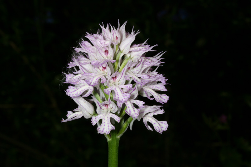 Orchis tridentata