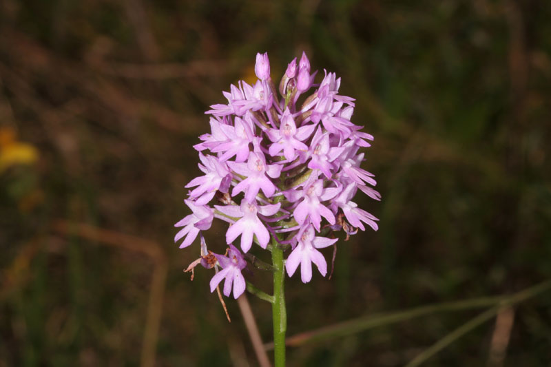 Anacamptis pyramidalis