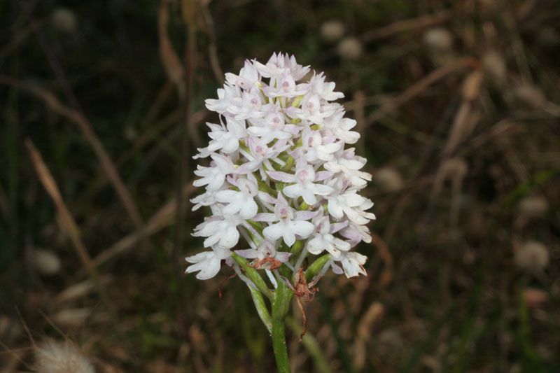 Anacamptis pyramidalis