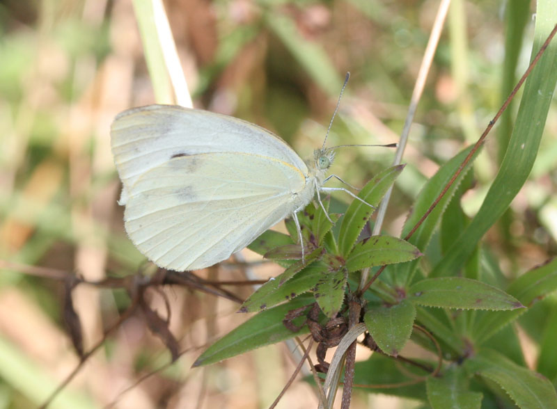 Pieris quiz