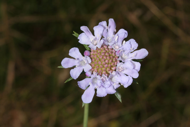 Scabiosa columbaria / Vedovina selvatica