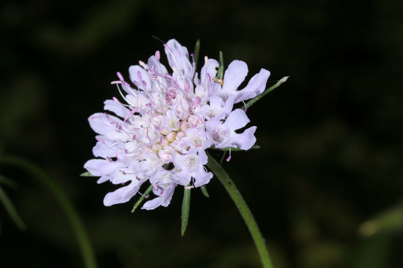 Scabiosa columbaria / Vedovina selvatica