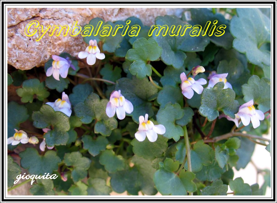 Cymbalaria muralis / Ciombolino comune