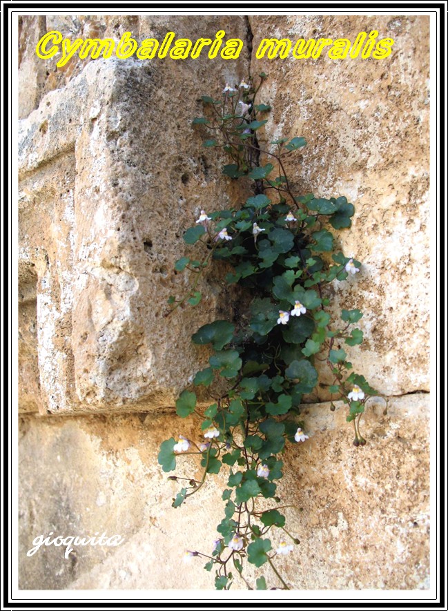 Cymbalaria muralis / Ciombolino comune