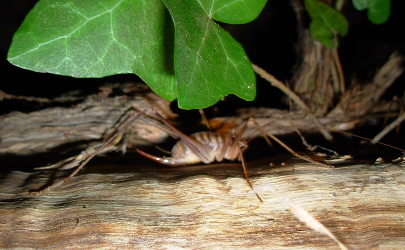 Ensifero greco: Raphidophoridae