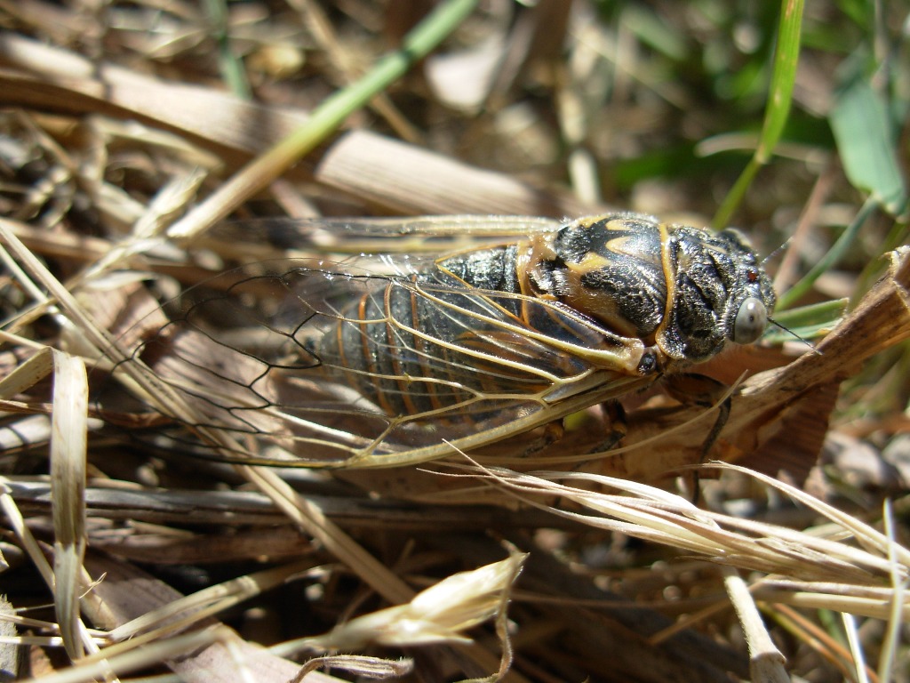 Cicala da determinare
