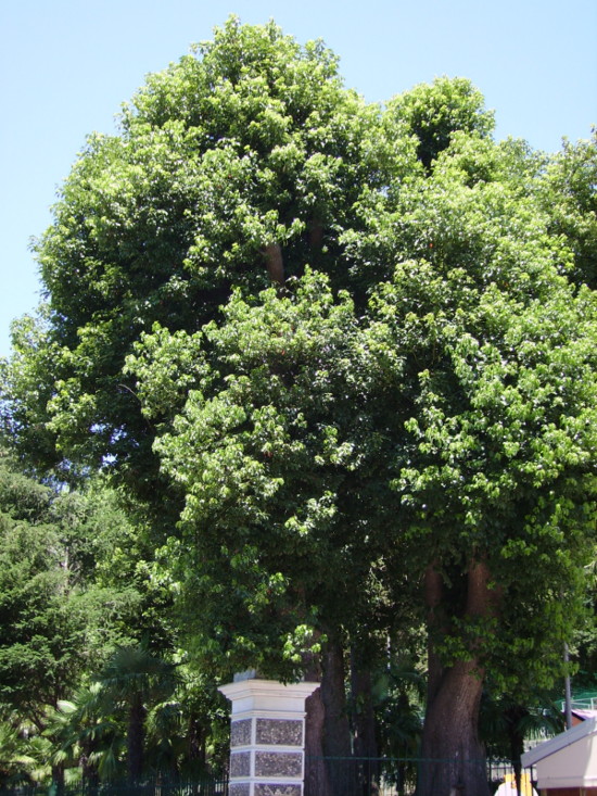 Cinnamomum camphora / Canfora