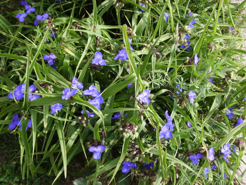 Tradescantia andersoniana (pianta coltivata)