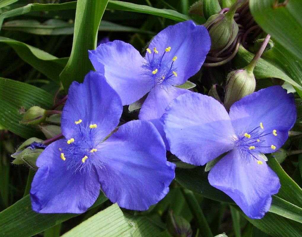 Tradescantia andersoniana (pianta coltivata)