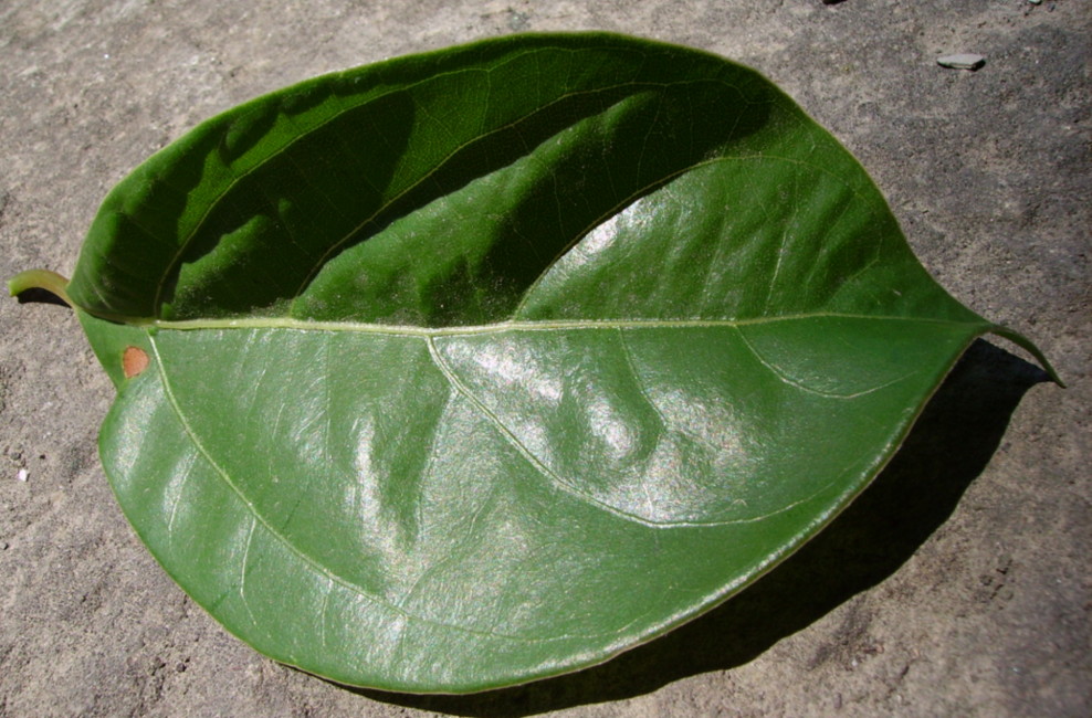 Cinnamomum camphora / Canfora
