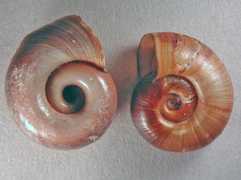 Chilostoma cingulatum colubrinum  & Planorbarius corneus