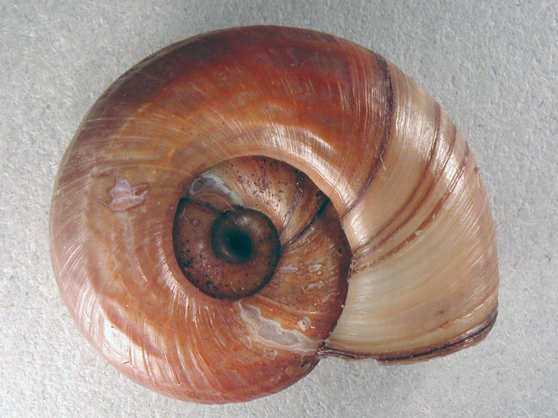 Chilostoma cingulatum colubrinum  & Planorbarius corneus