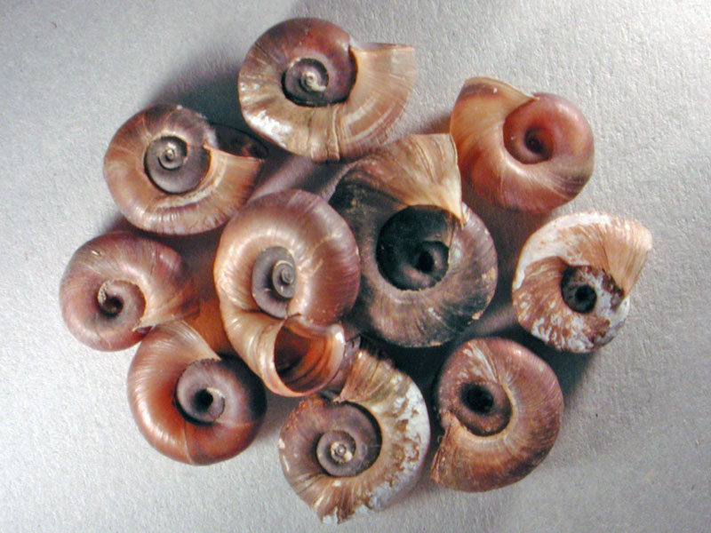 Chilostoma cingulatum colubrinum  & Planorbarius corneus