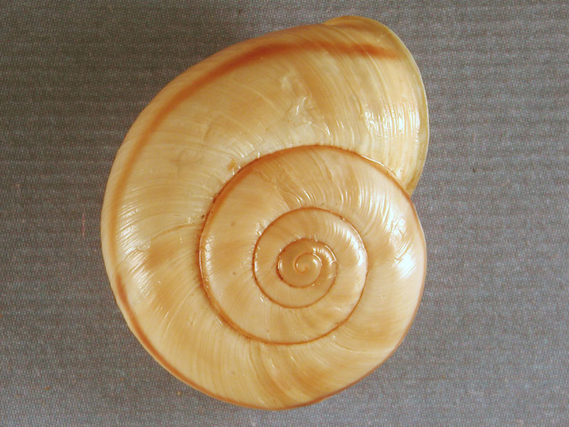 Chilostoma cingulatum colubrinum  & Planorbarius corneus