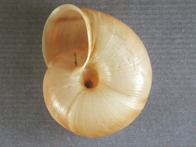 Chilostoma cingulatum colubrinum  & Planorbarius corneus