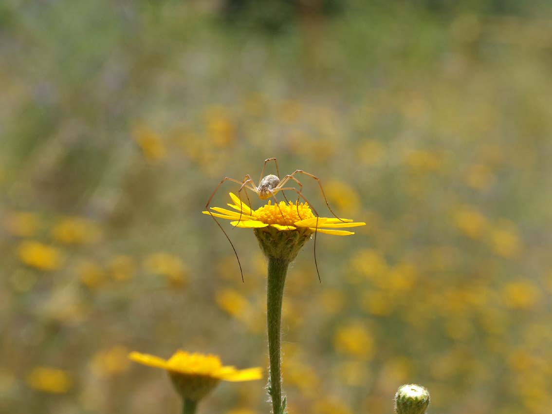 Opilioni (?)