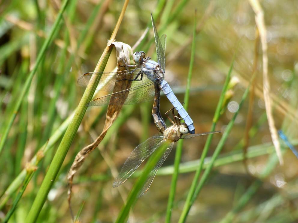 Ceriagrion tenellum, Coenagrion puella, Orthetrum brunneum