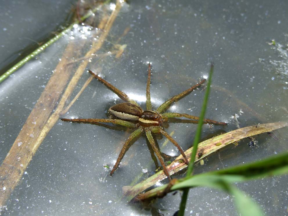 e questo ragno acquatico? Dolomedes fimbriatus