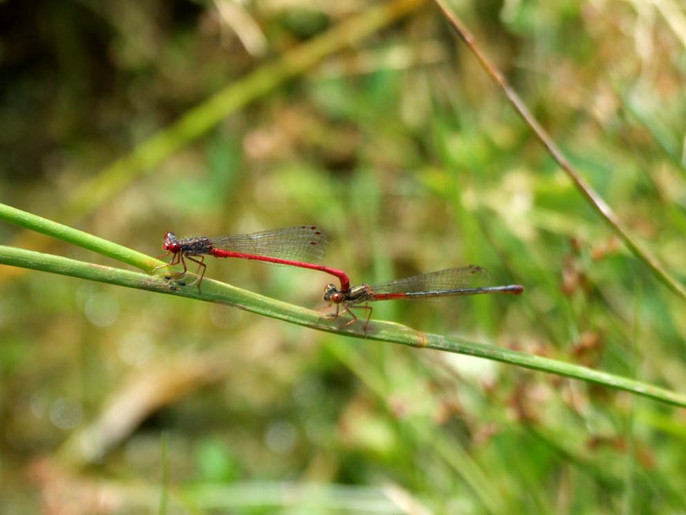 Ceriagrion tenellum, Coenagrion puella, Orthetrum brunneum