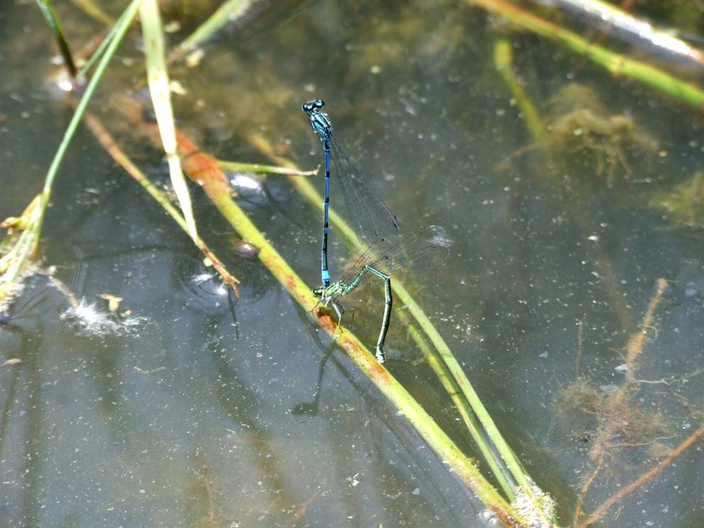 Ceriagrion tenellum, Coenagrion puella, Orthetrum brunneum