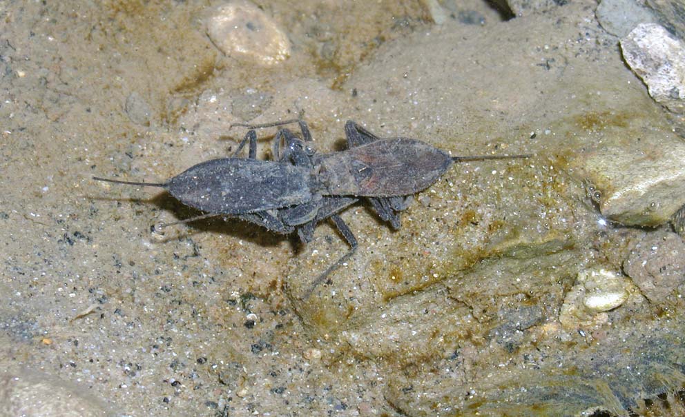 Nepa cinerea