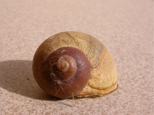 Cornu aspersum (Linneus,1758)