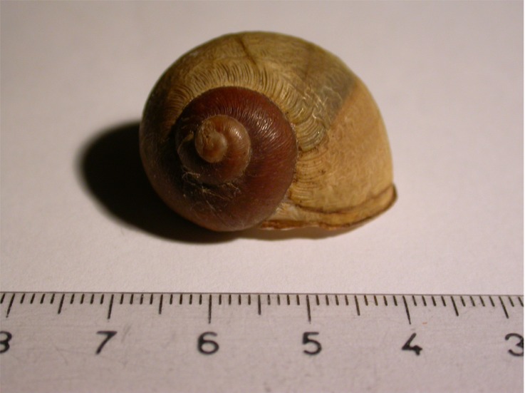 Cornu aspersum (Linneus,1758)