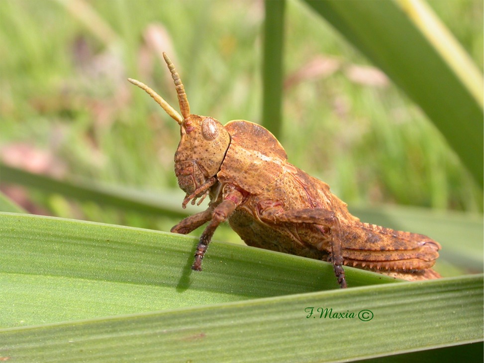 Ortottero: Che specie è? Pamphagus sardeus