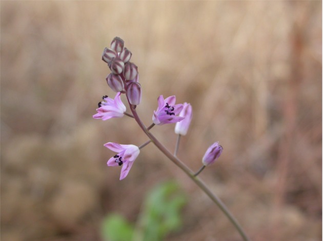 Prospero autumnale / Scilla autunnale