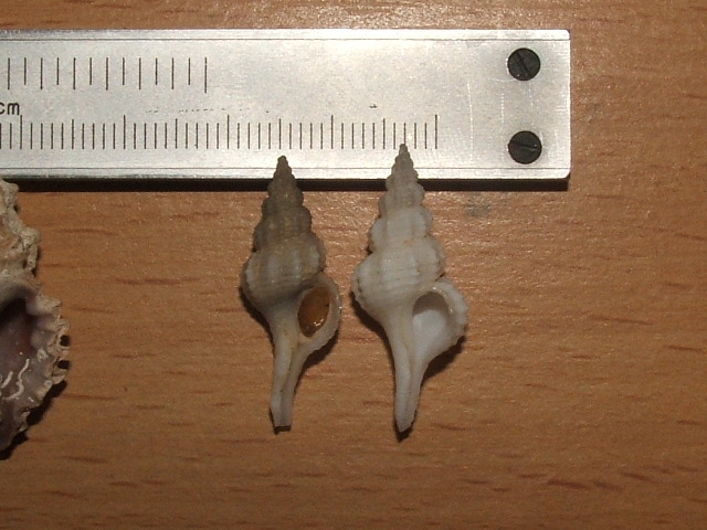 Sto abusando di voi lo so, AIUTO!! Muricidae... sigh
