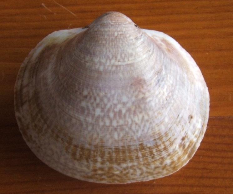 Glycymeris insubrica