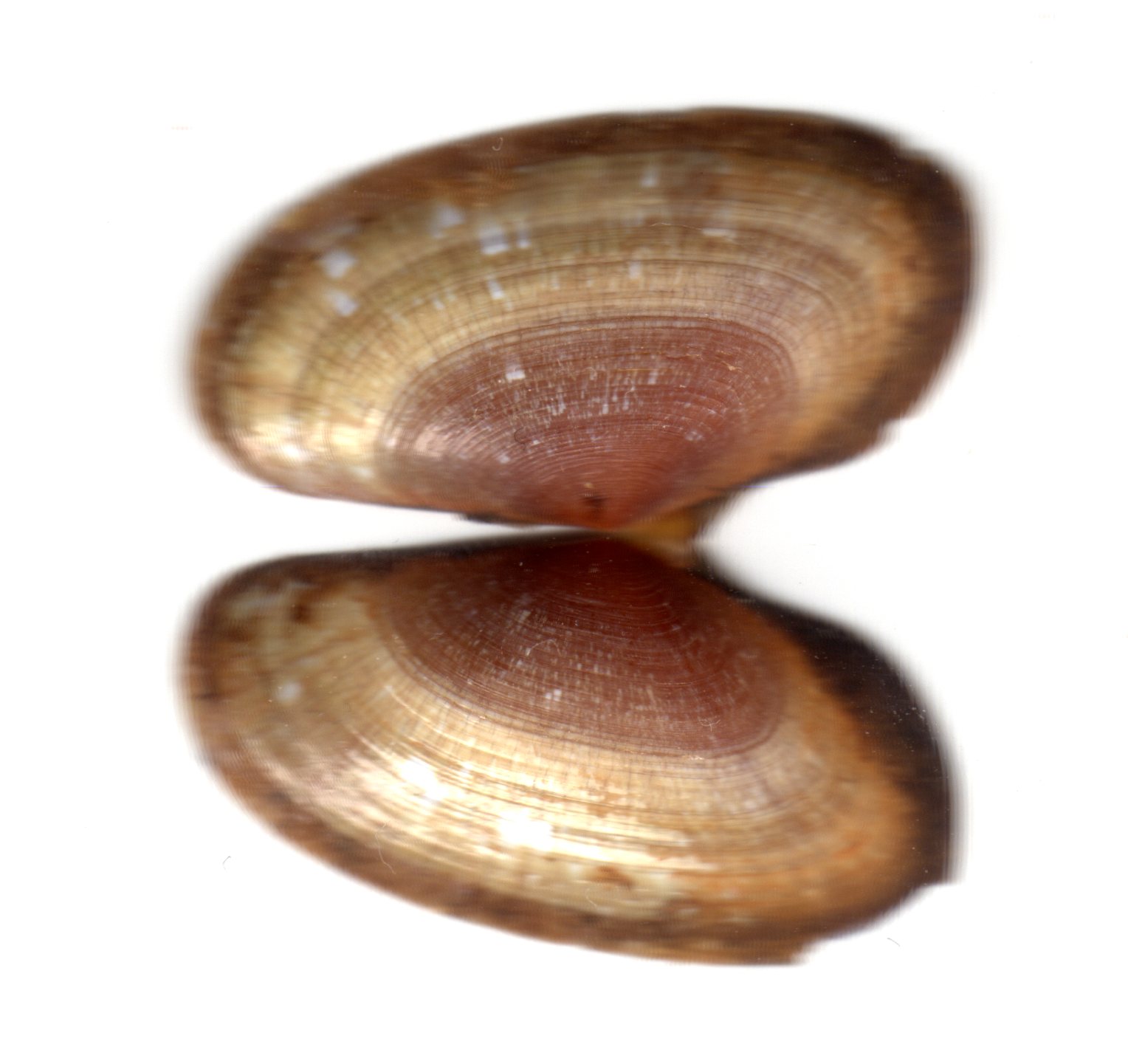 Gari depressa