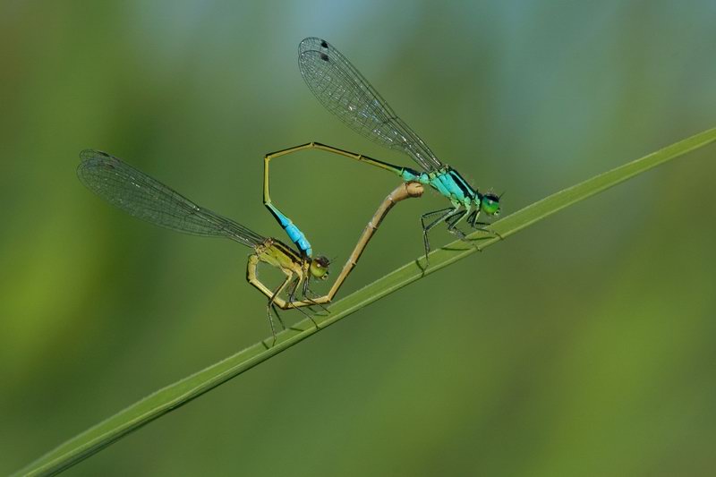 Acrobazie... quale Coenagriidae? Ischnura elegans