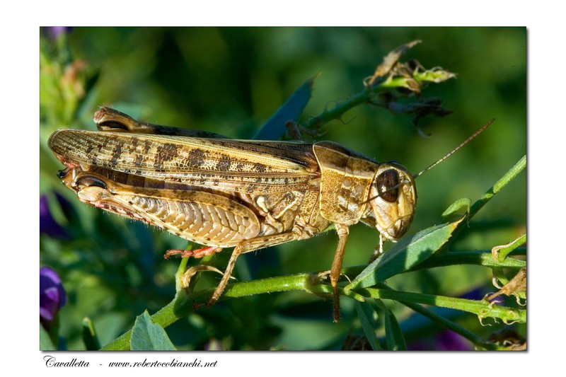 cavalletta (Omocestus ventralis) in deposizione