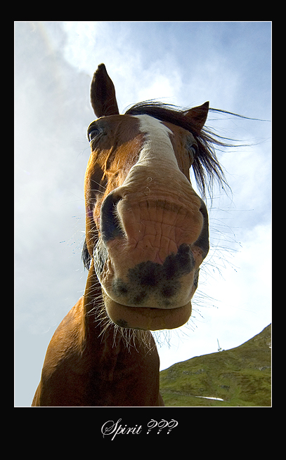 Dopo gatti e cani parliamo del Cavallo?