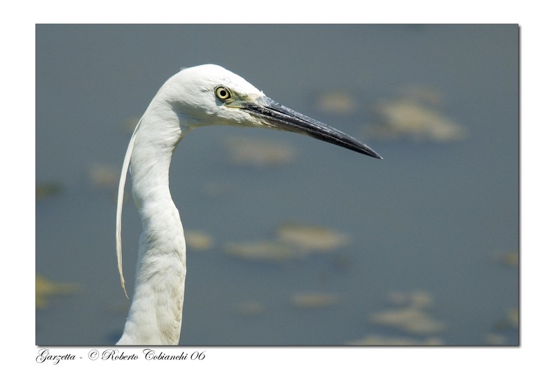 Garzette - Egretta garzetta