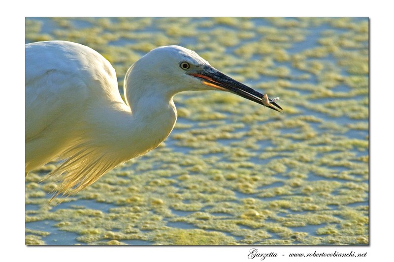 Garzette - Egretta garzetta