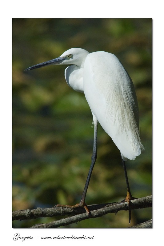 Garzette - Egretta garzetta