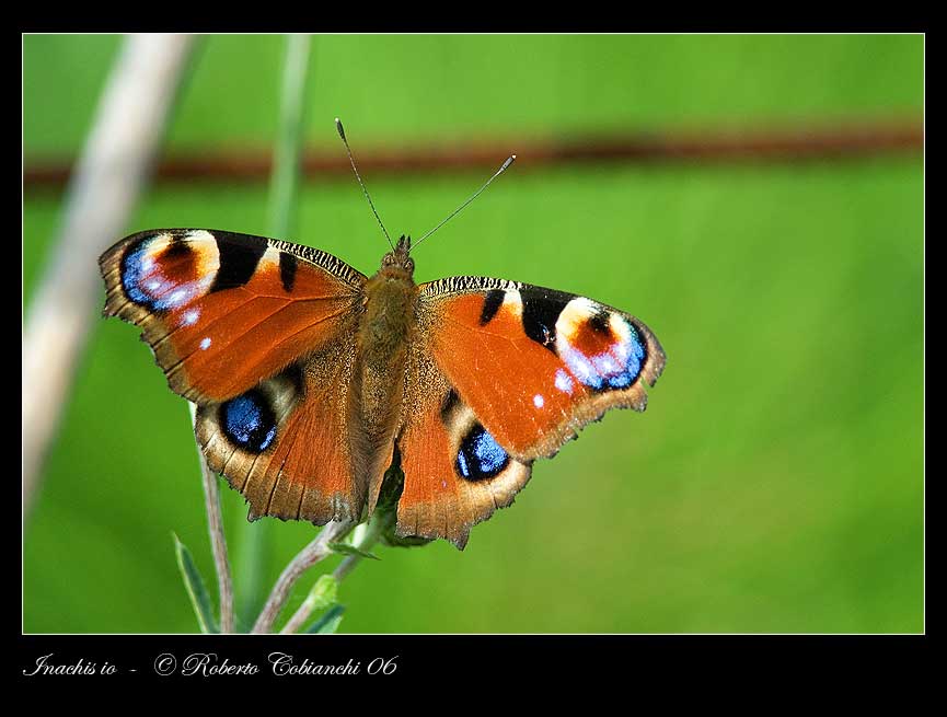 Aglais io