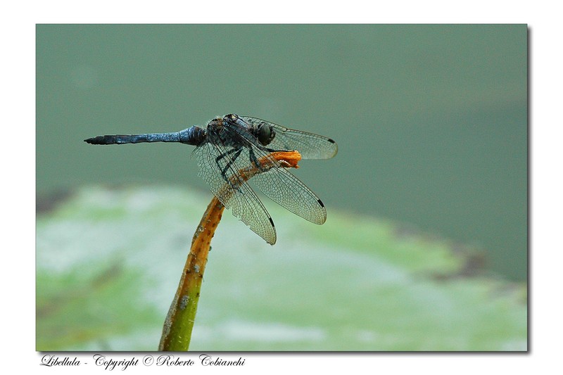 Platycnemis pennipes Orthetrum cancellatum Coenagrion puella