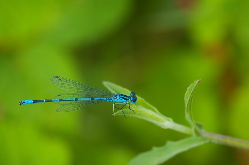 Platycnemis pennipes Orthetrum cancellatum Coenagrion puella