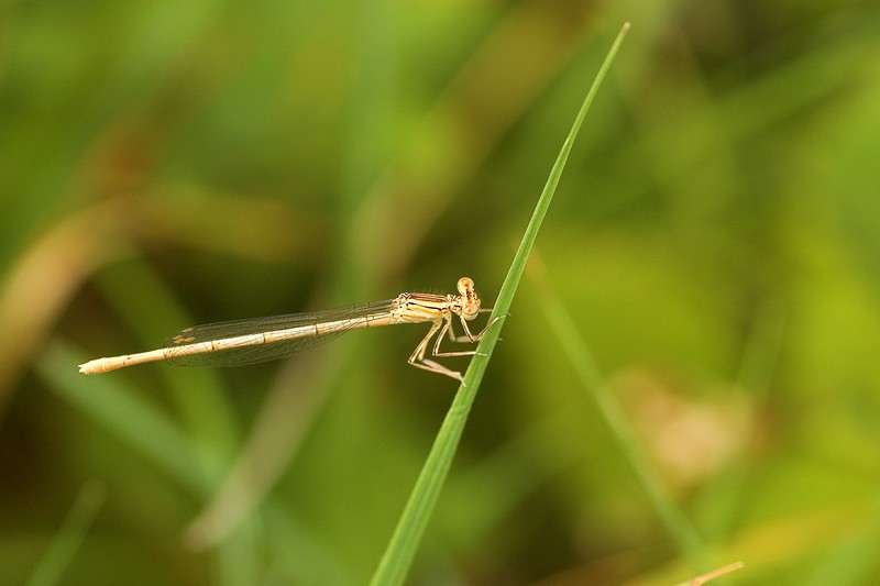 Platycnemis pennipes Orthetrum cancellatum Coenagrion puella